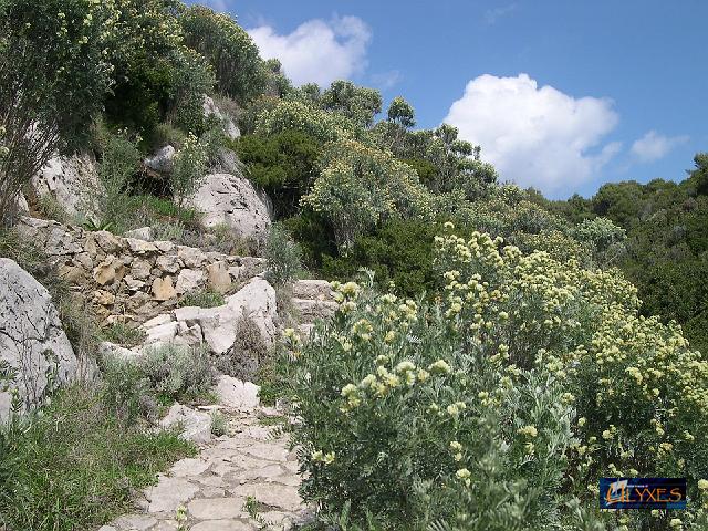 barba di giove sul sentiero.JPG